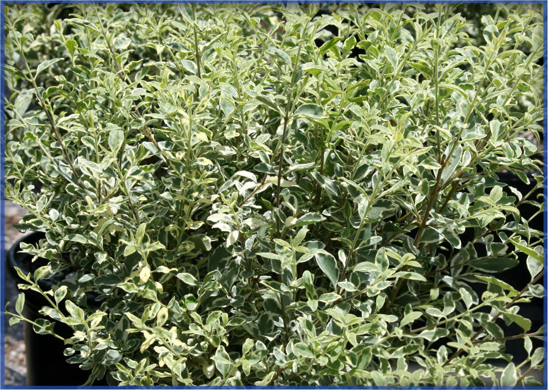 sinense-variegated-2.png