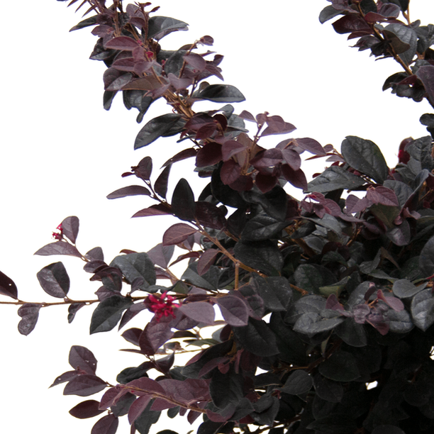 ligustrum-foliage-smaller-file.png