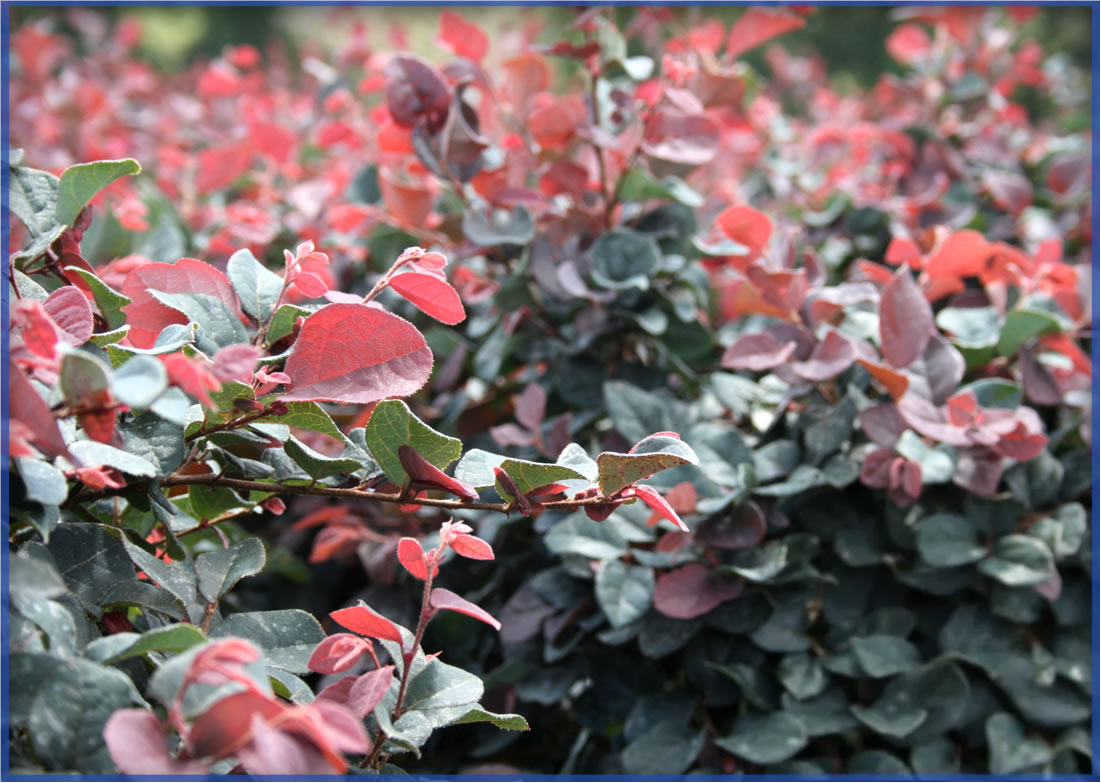 plum-delight_orig.png,