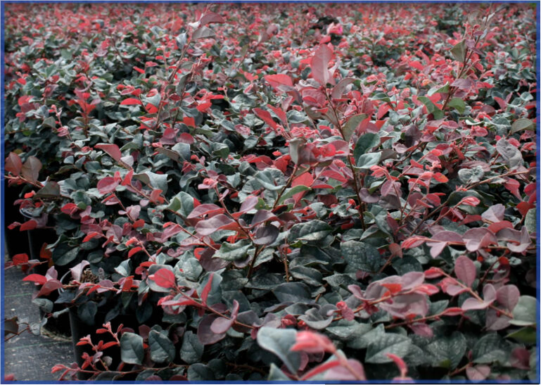 plum-delight-3-768x546-1.png