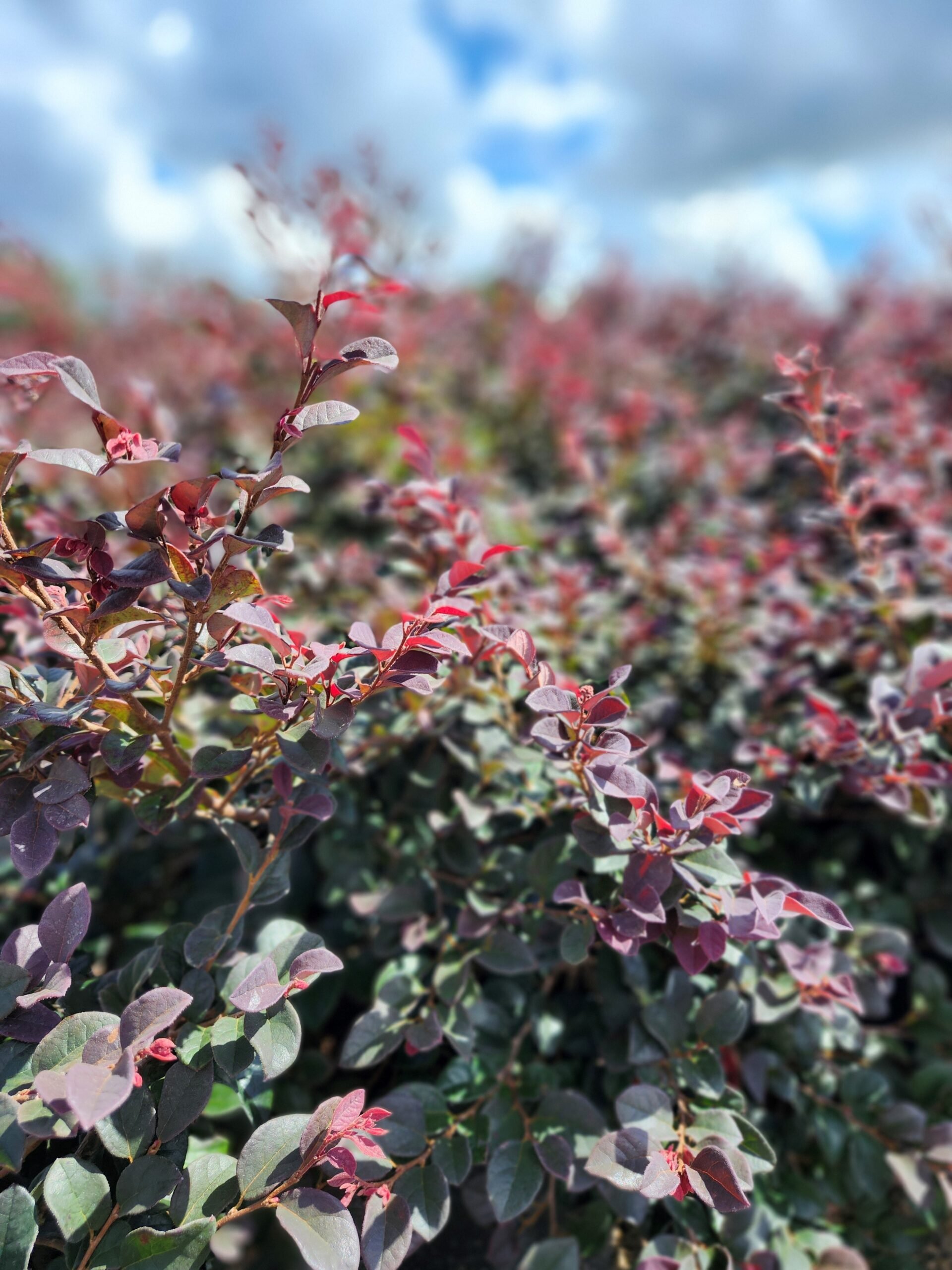 Loropetalum_Red_Chocolate-scaled.jpg