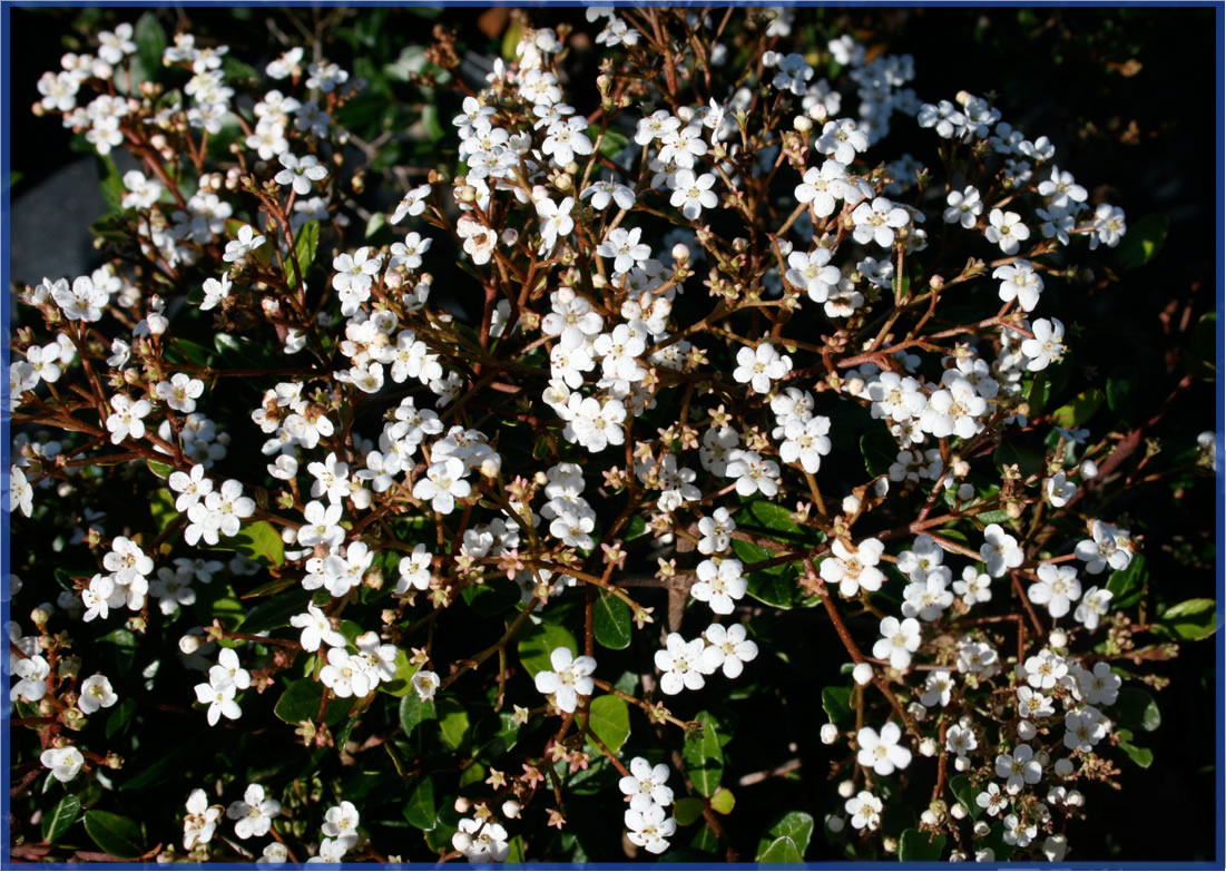 mrs-shillers-delight_orig.png