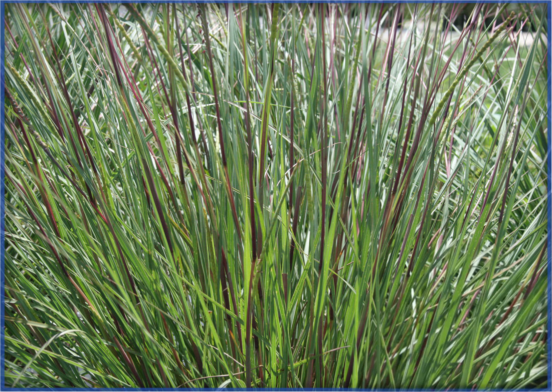 dwarf-fakahatchee-2_orig.png,