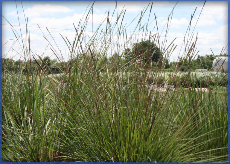 dwarf-fakahatchee-768x546-1.png