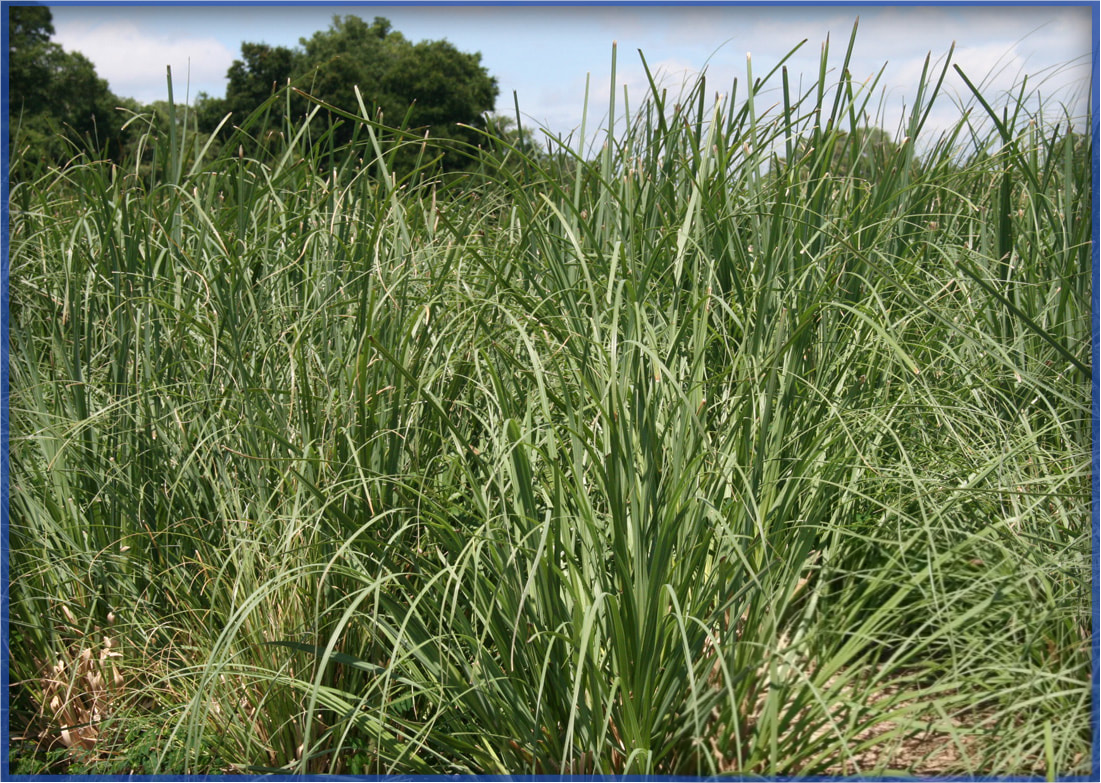 pampas_orig.png