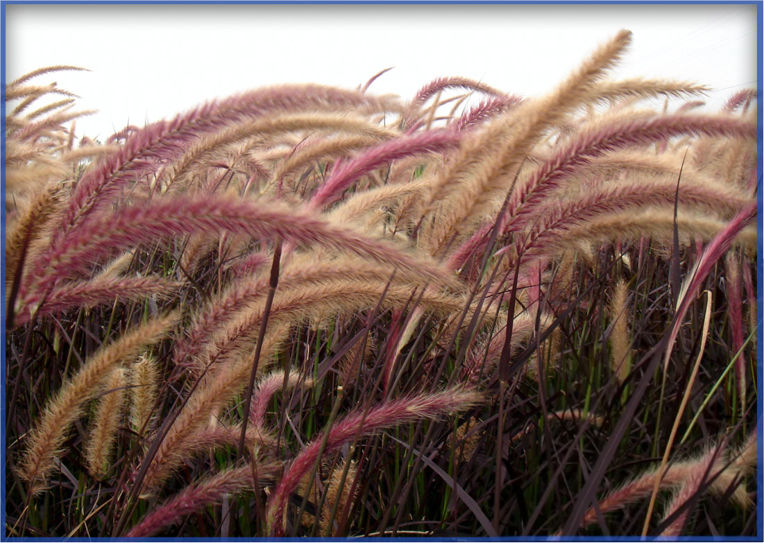 red-grass_orig.png
