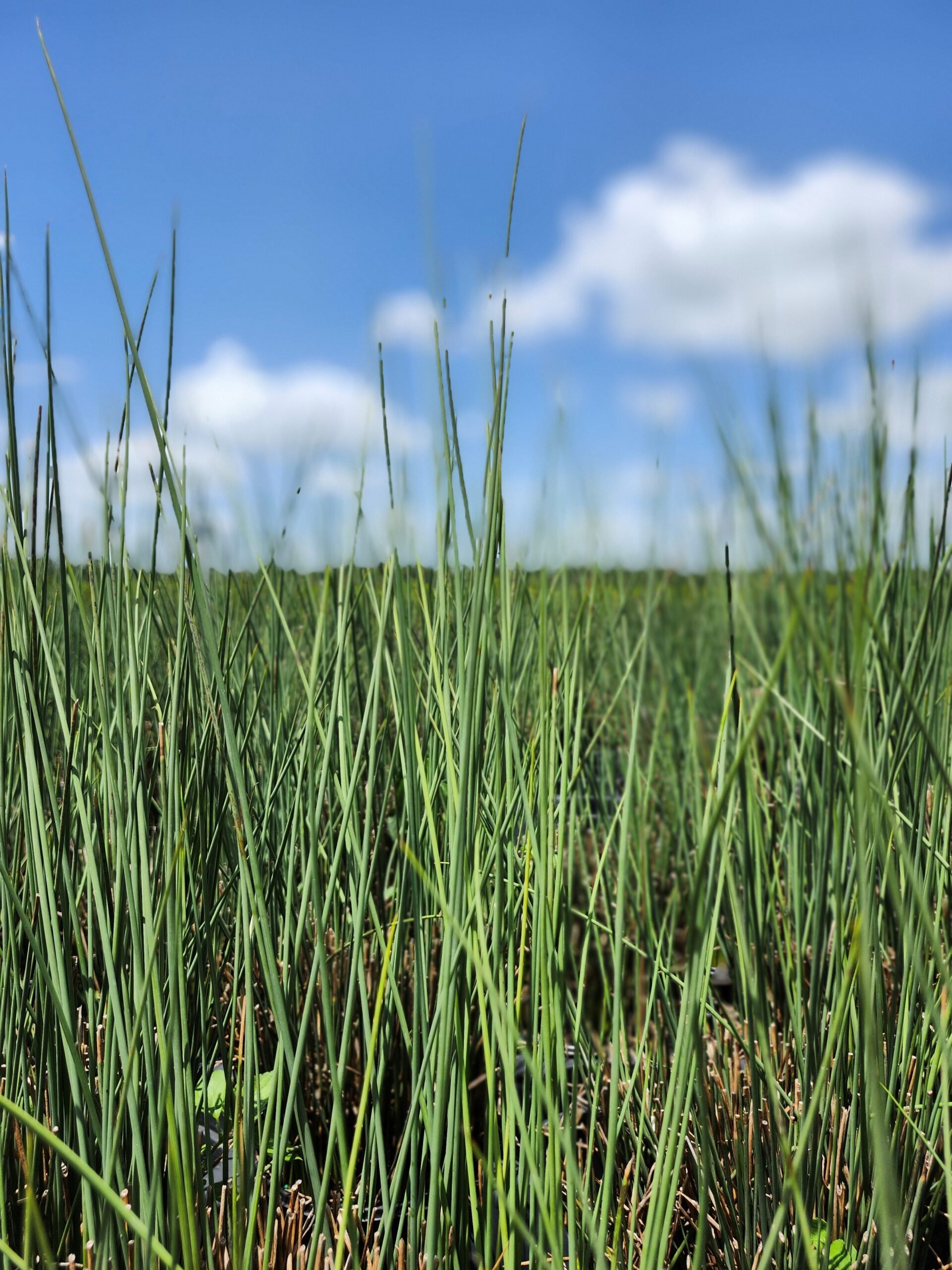 GRASS_RUSH_BLUE_ARROWS-scaled.jpg