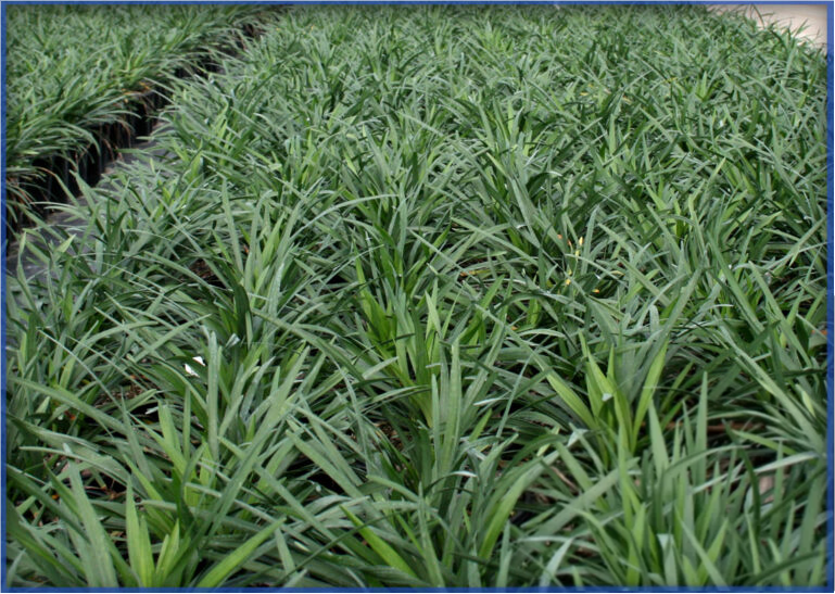 big-blue2-768x546-1.png,