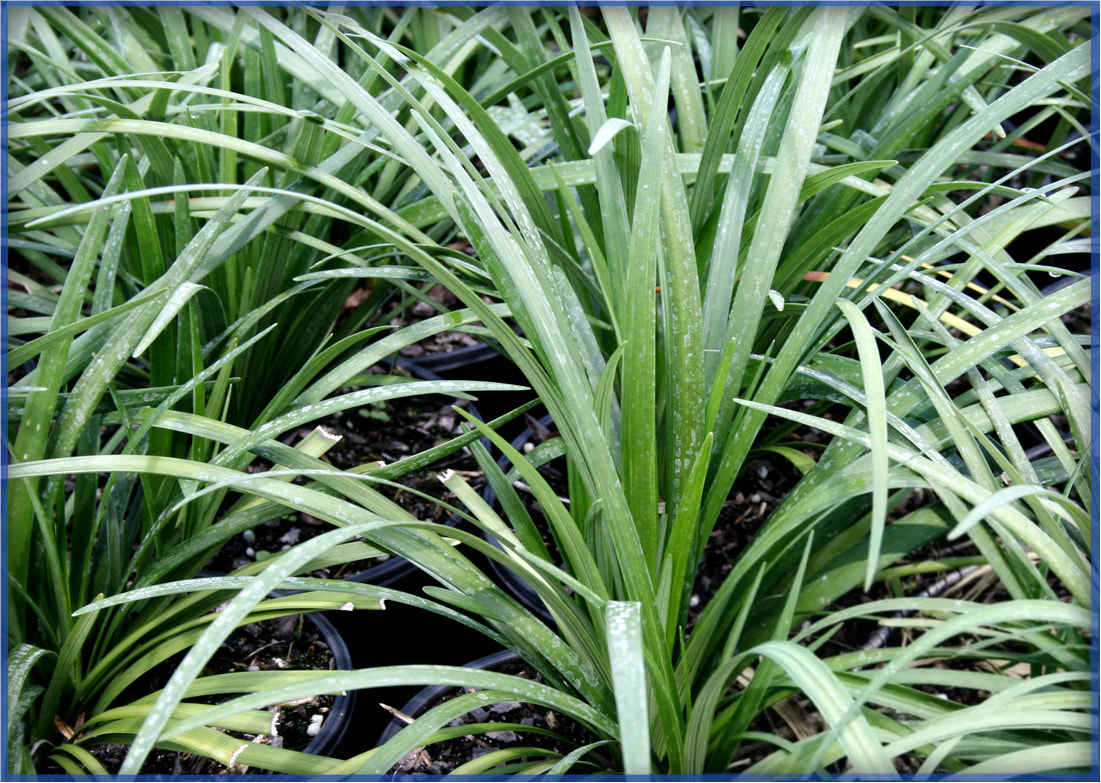 evergreen-giant_orig.png,