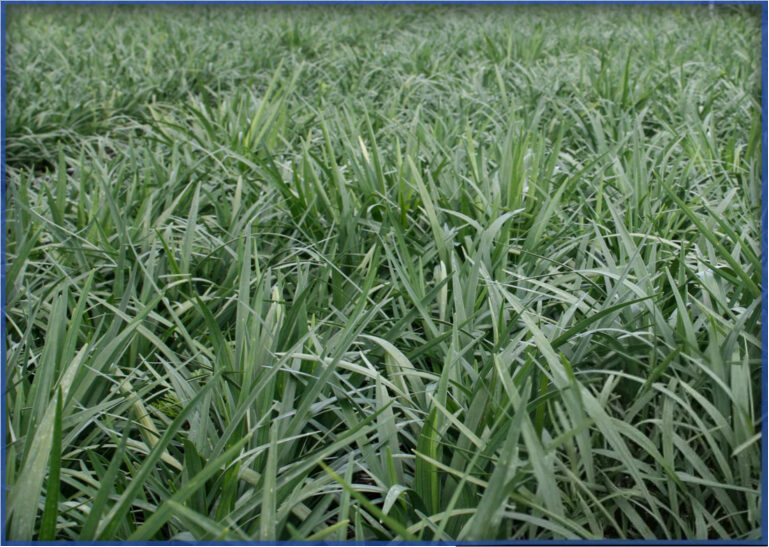 super-blue2-768x546-1.png,
