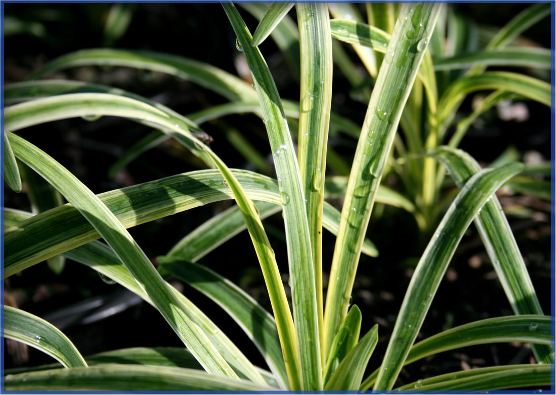 variegated1_orig.png,