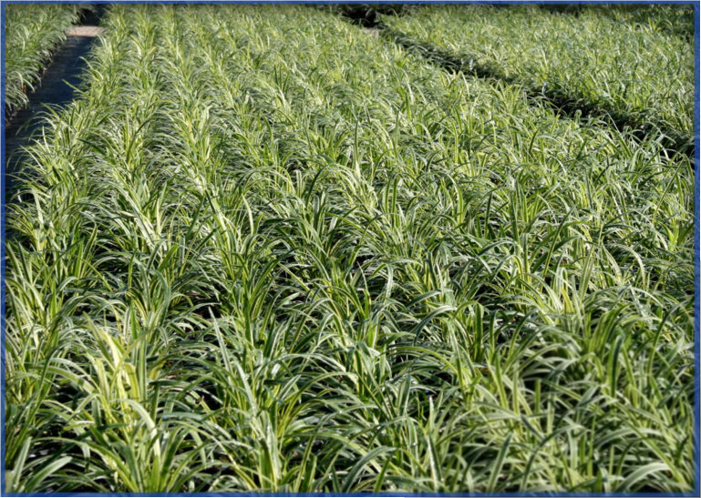 variegated2-768x546-1.png
