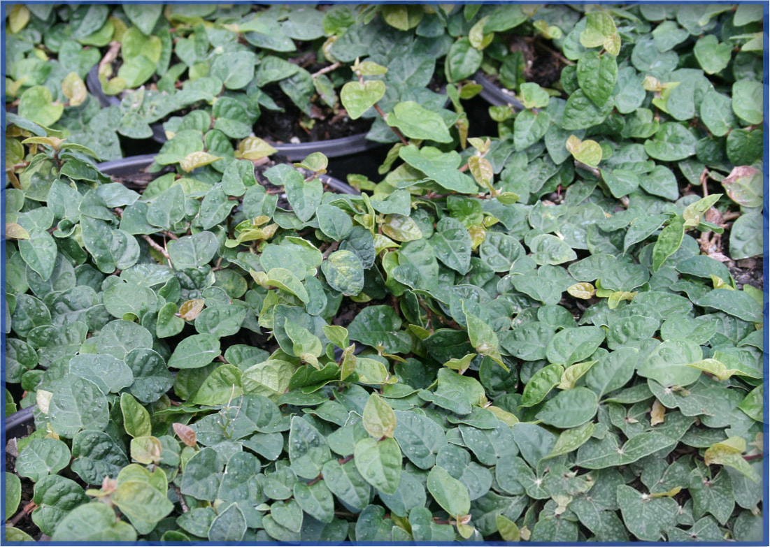 green_orig.png