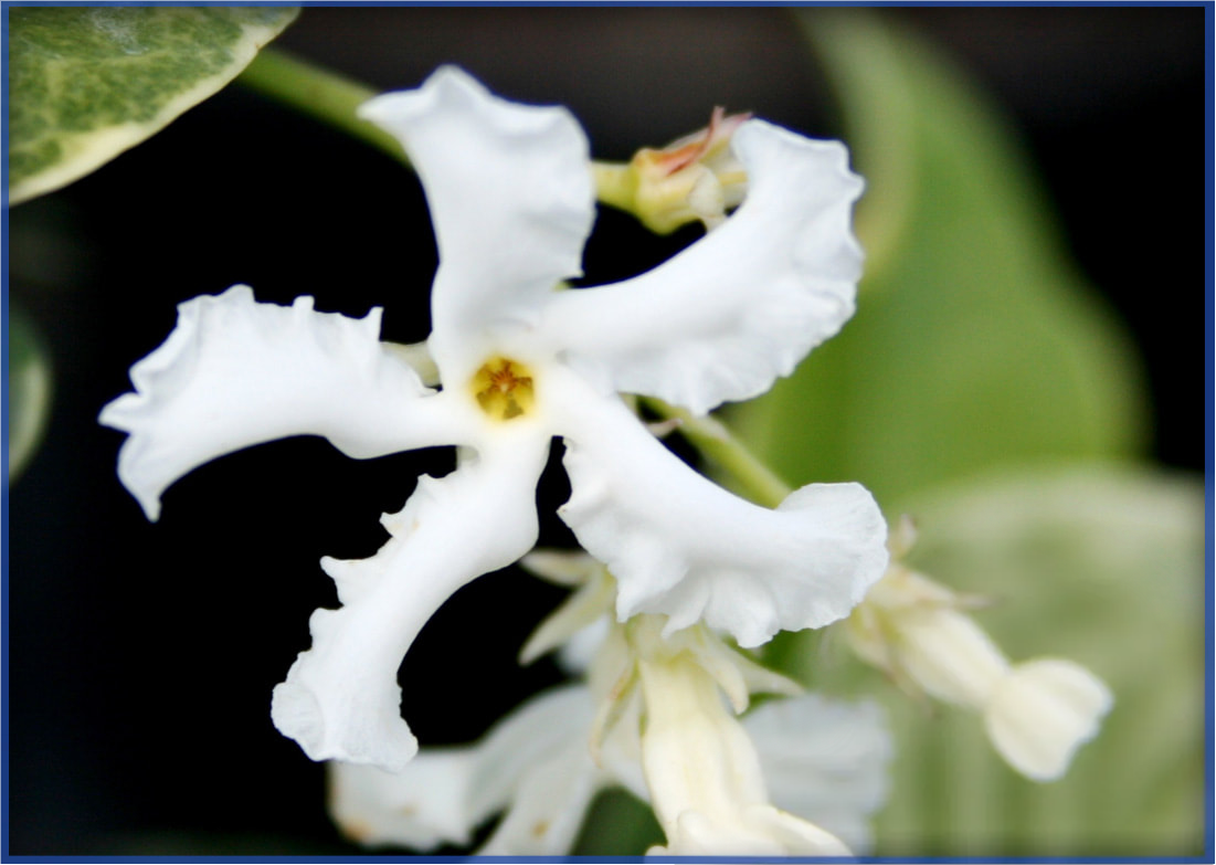 variegated-confederate2.png,