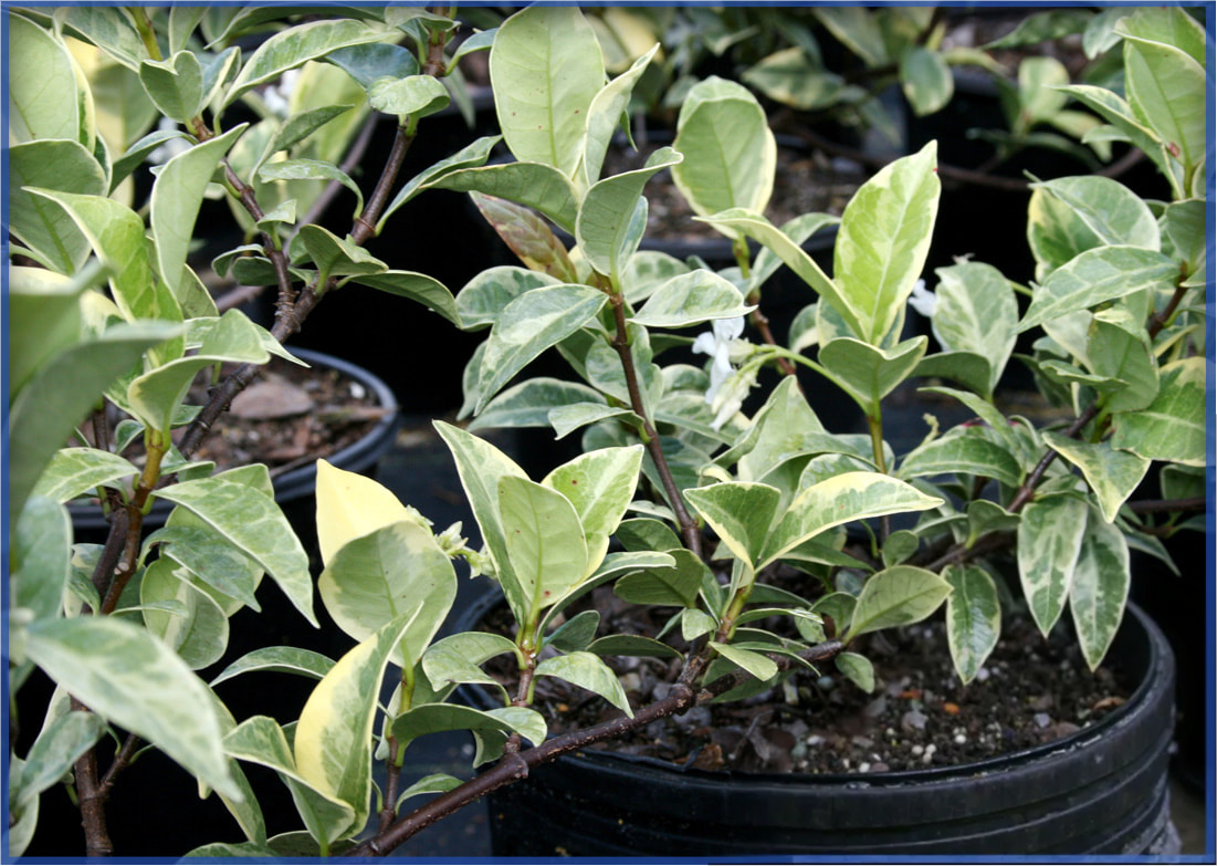variegated-confederate_orig.png,