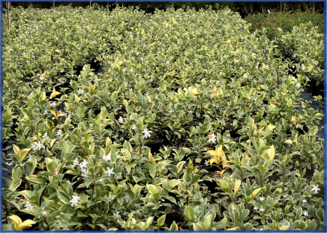 variegated-confederate3.png