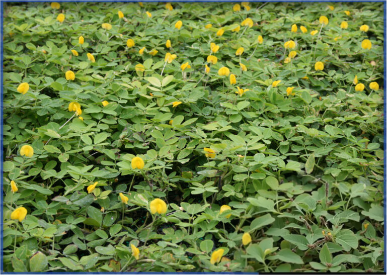 golden-glory2-768x546-1.png,