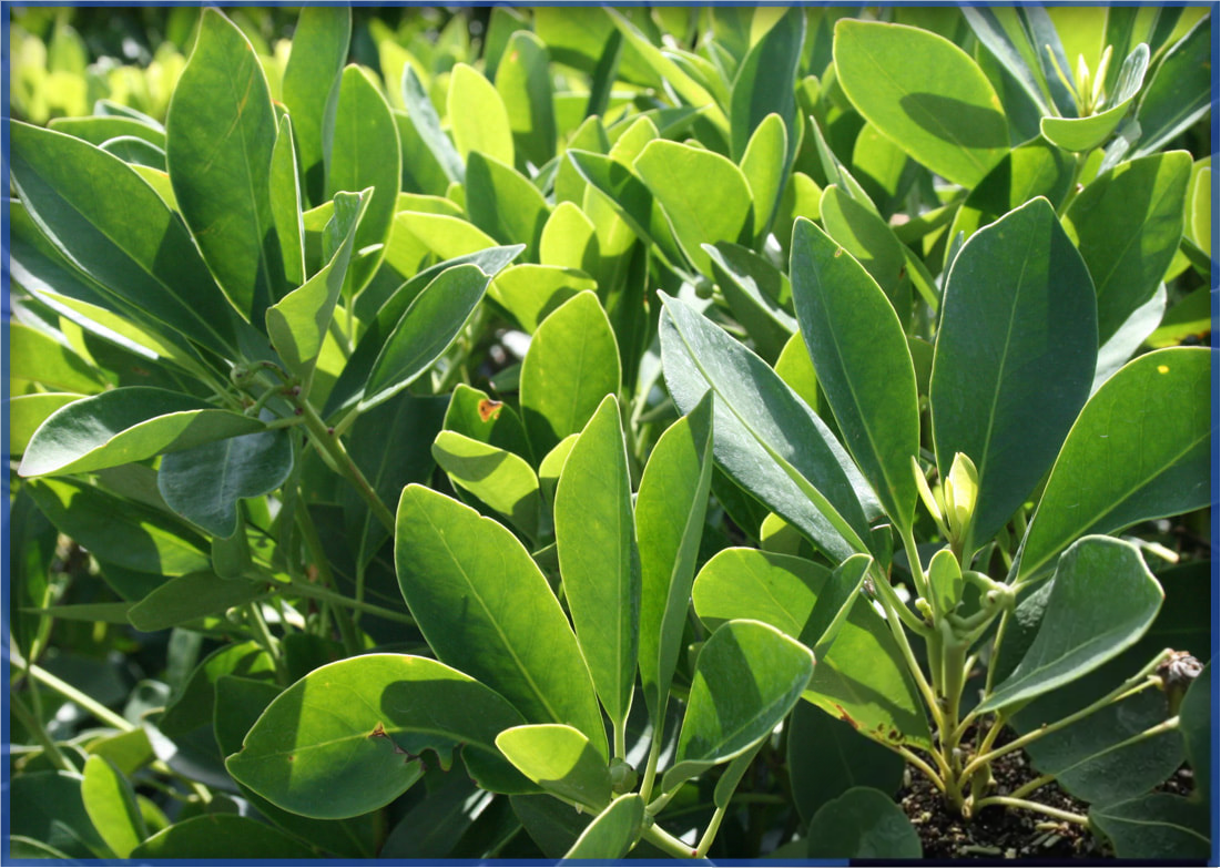 ANISE-FOREST-GREEN-2.png,