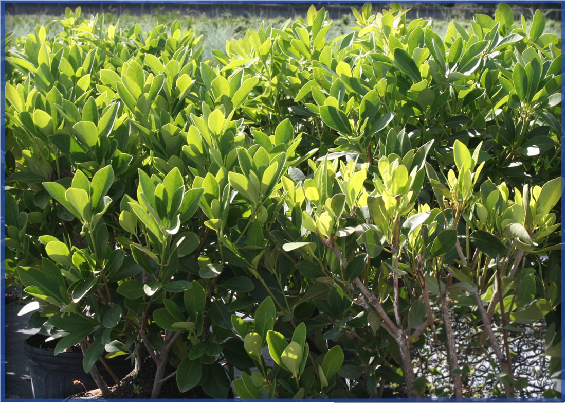 ANISE-FOREST-GREEN-1.png