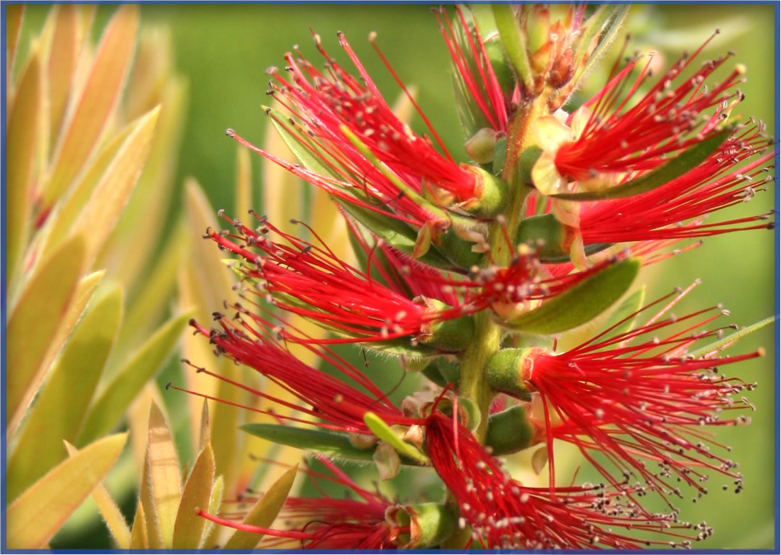 ANISE-FOREST-GREEN.png,
