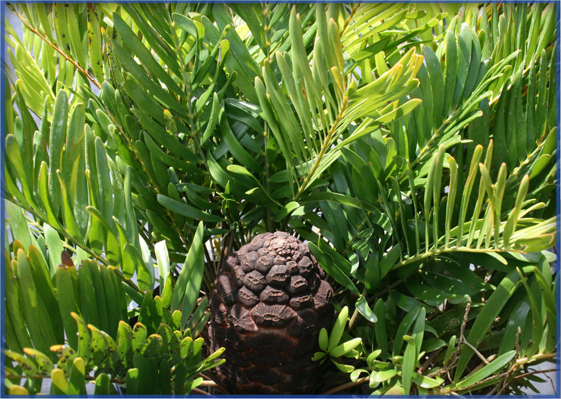 COONTIE-PALM-2.png,