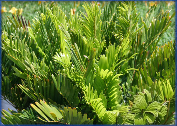 COONTIE-PALM-1.png