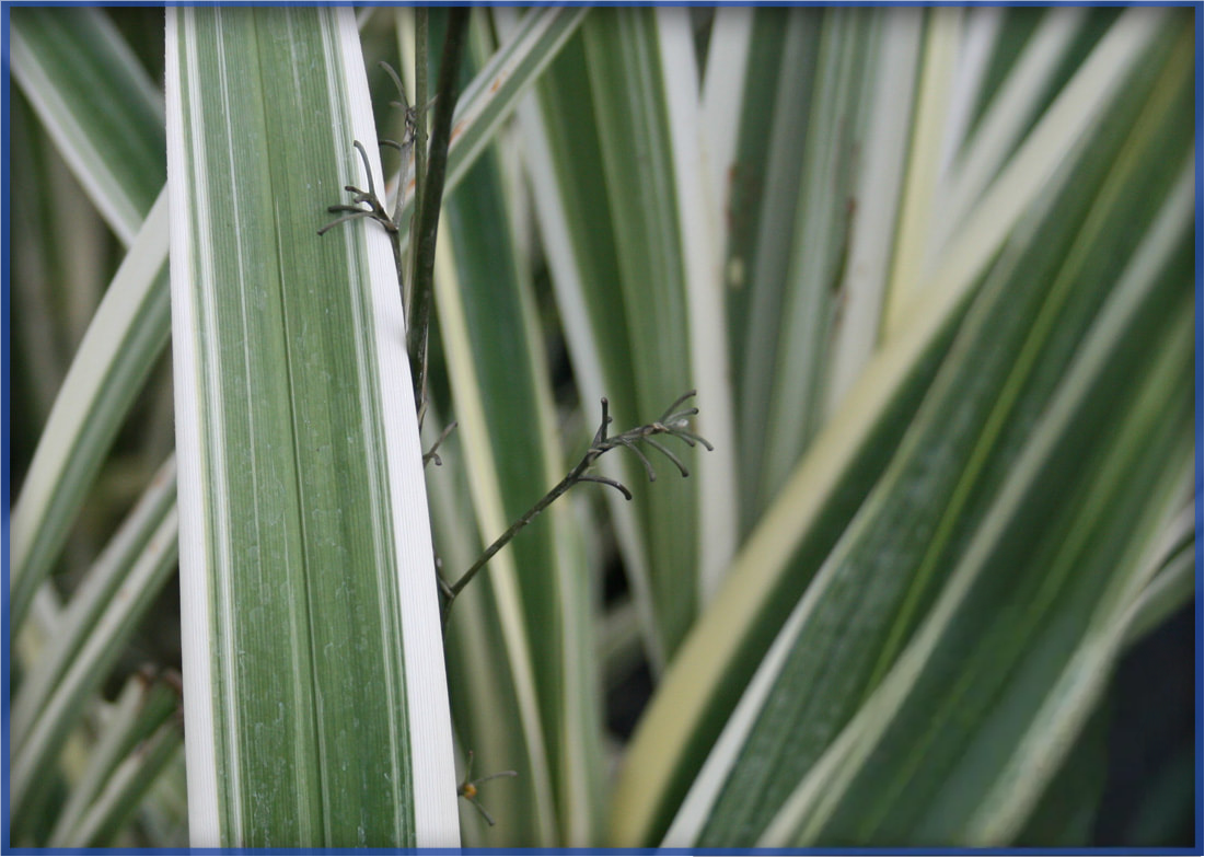 DIANELLA-FLAX-LILY-2.png,