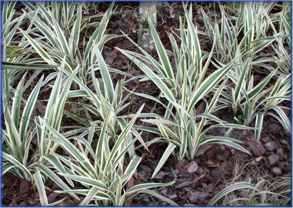 DIANELLA-FLAX-LILY-1.png