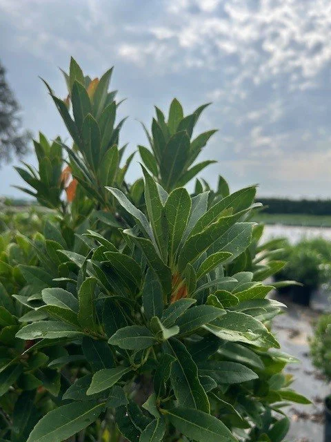 OTHERS_-_JAPANESE_BLUEBERRY_Eleaocarpus.jpg
