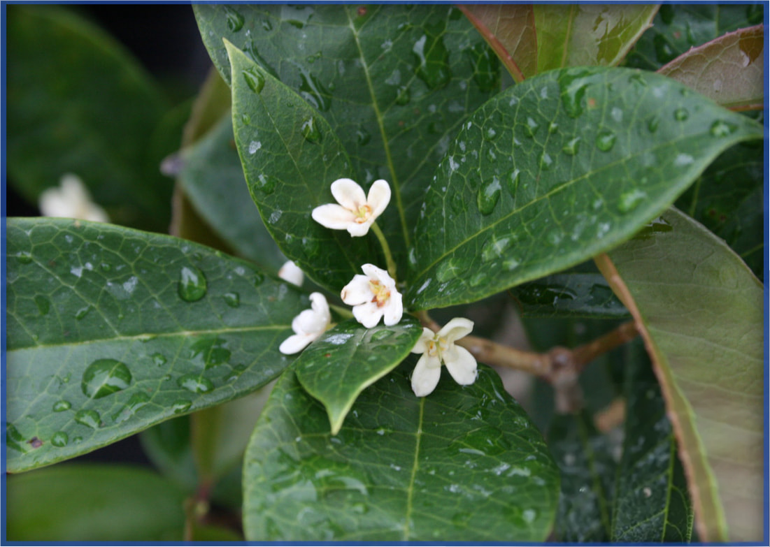 OSMANTHUS-TEA-OLIVE-2.png,