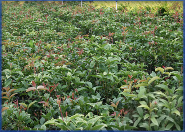OSMANTHUS-TEA-OLIVE-1.png