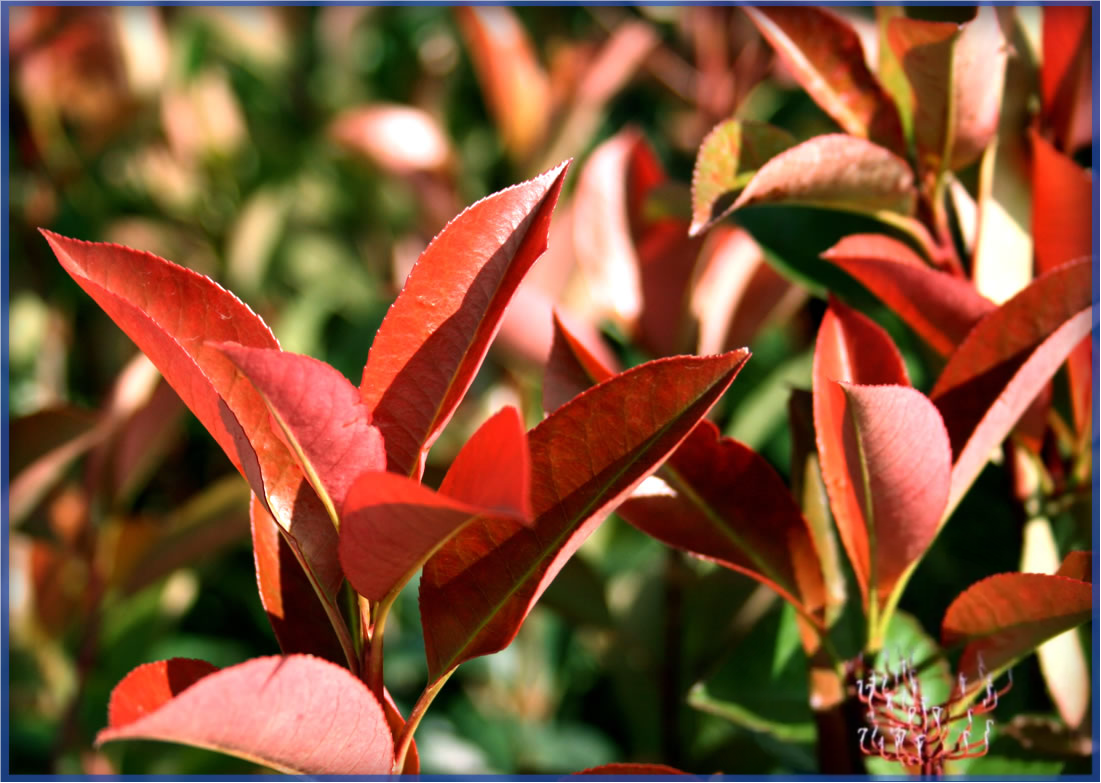 PHOTINIA-RED-TIP-2.png,