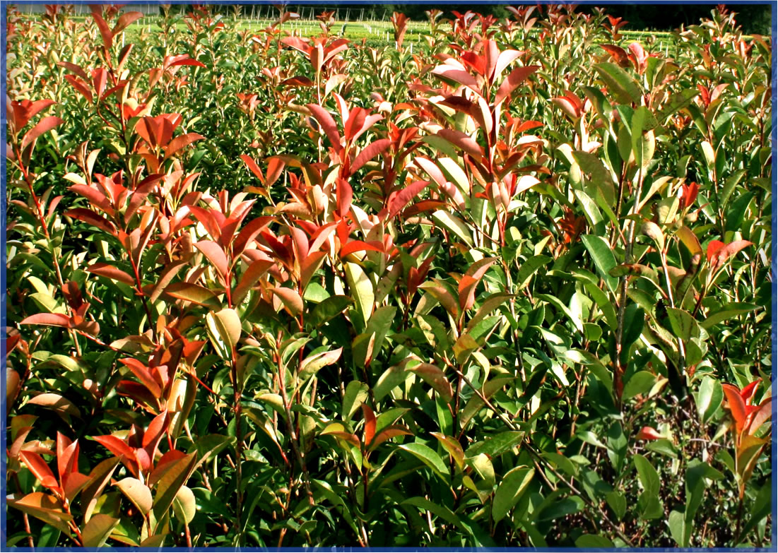PHOTINIA-RED-TIP-1.png