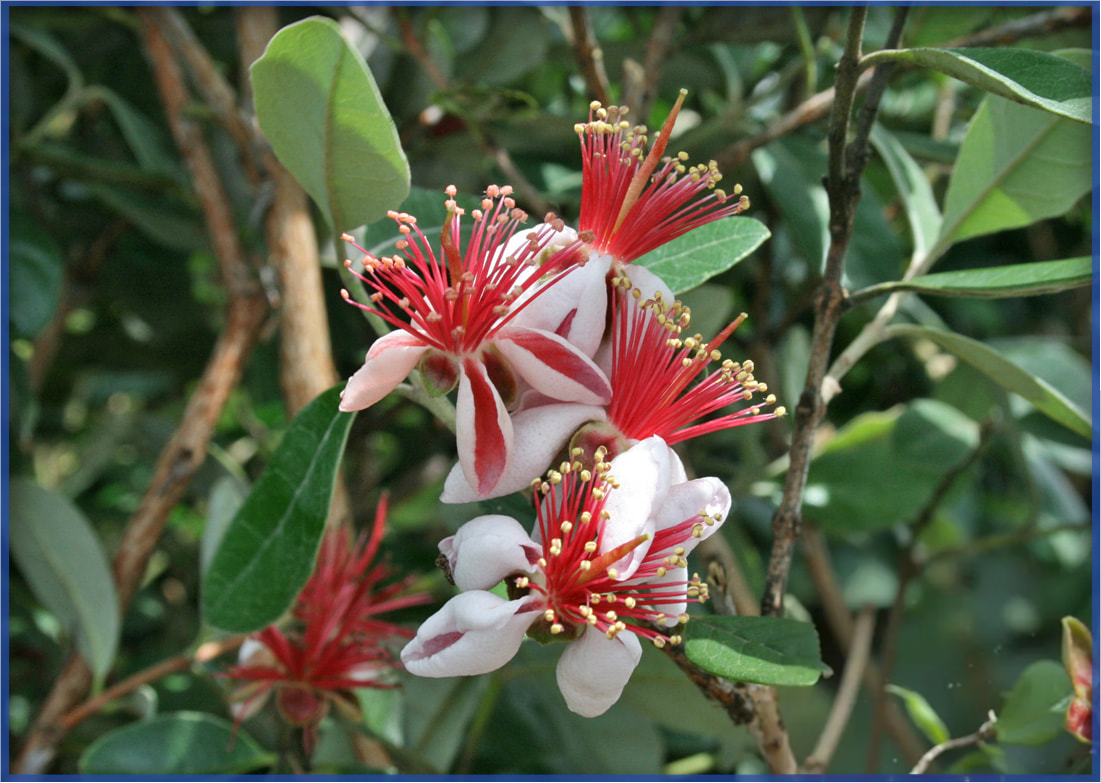 PINEAPPLE-GUAVA-2.png,