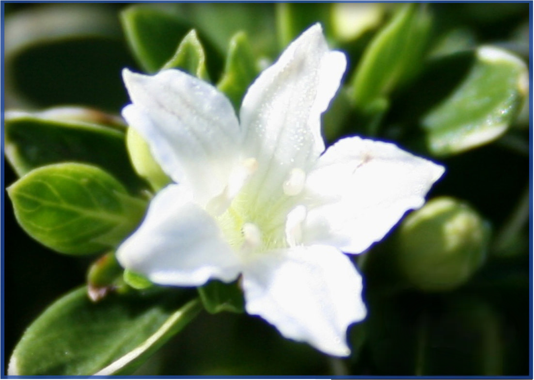 SERISSA-VARIEGATED-4.png,