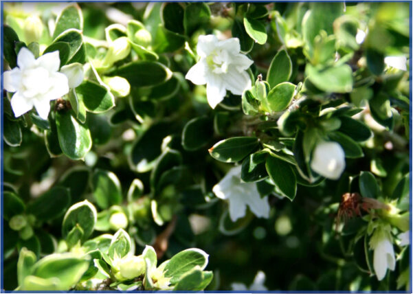 SERISSA-VARIEGATED-3.png