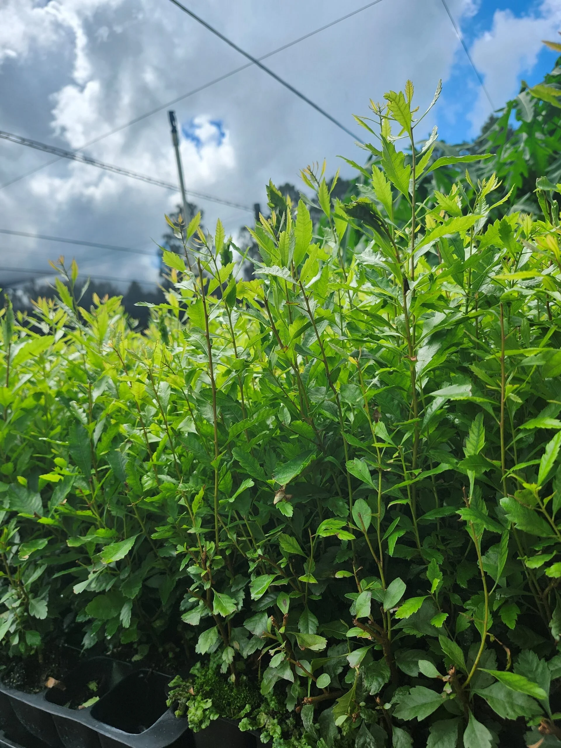 WAX_MYRTLE-scaled.jpg