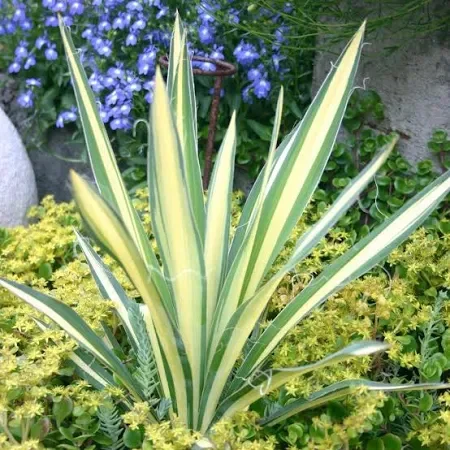 BLOG_YUCCA_COLOR_GUARD.webp