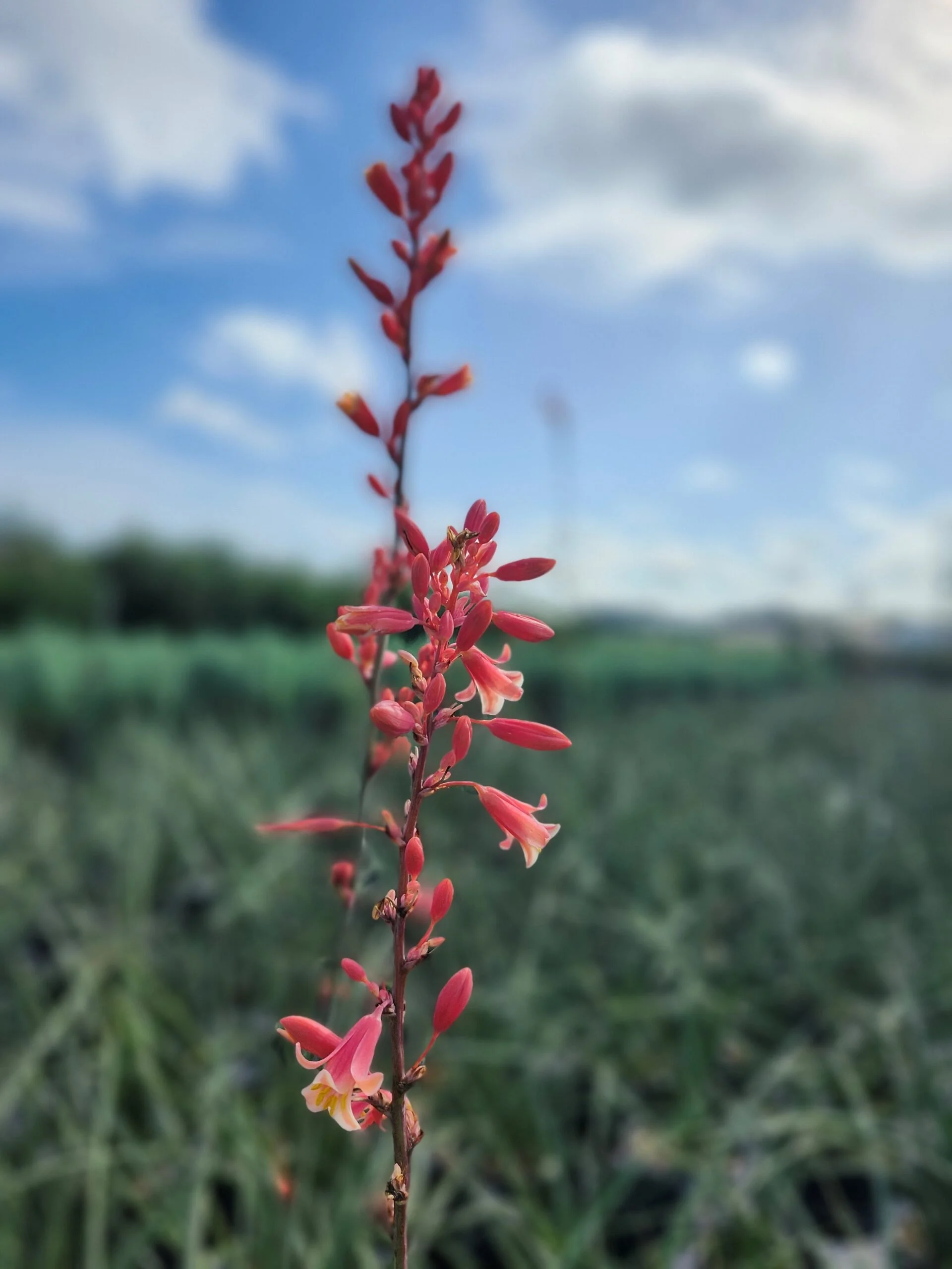 Yucca_Red-scaled.jpg