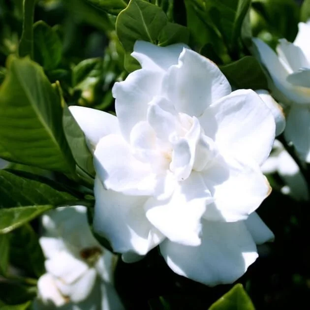 august-beauty.jpg