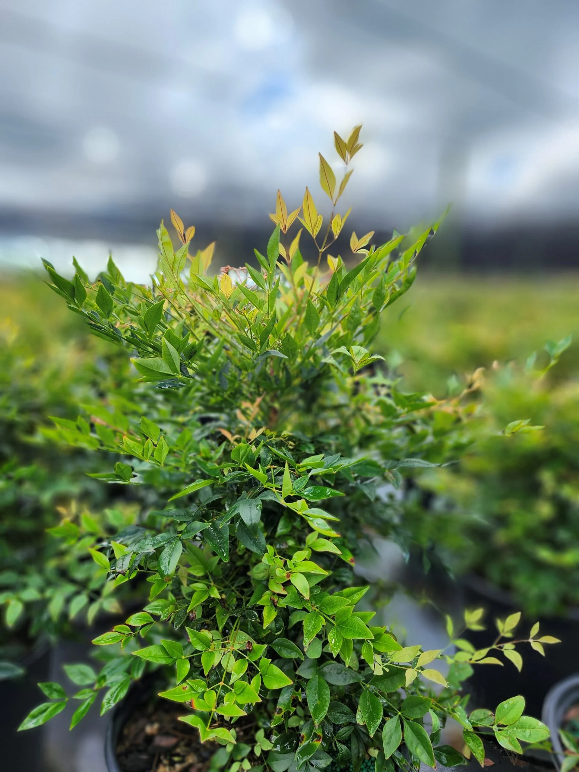 NANDINA_GILFSTREAM-scaled.jpg