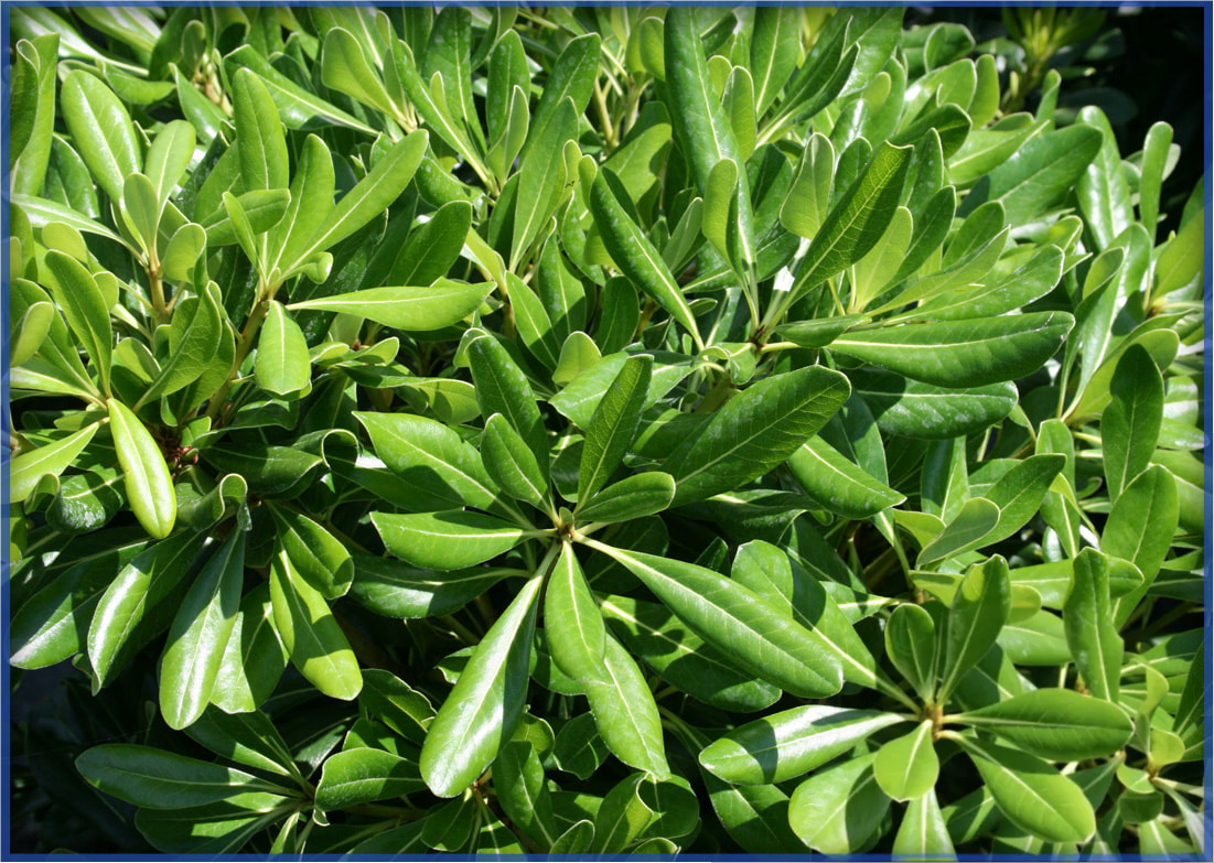 GREEN-COMPACT-2.png,