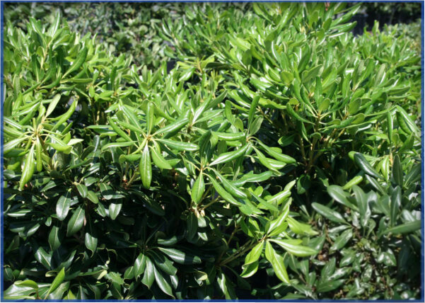 GREEN-COMPACT-1.png,