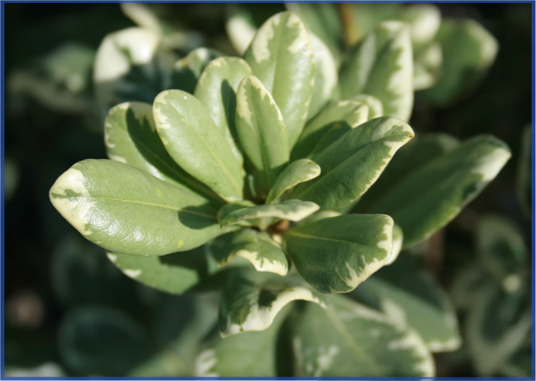 VARIEGATED-2.png,
