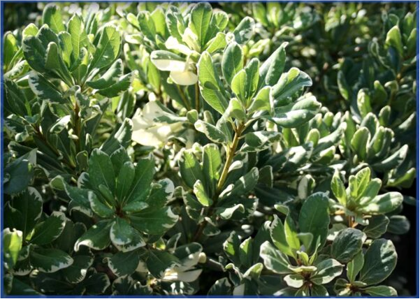 VARIEGATED-1.png
