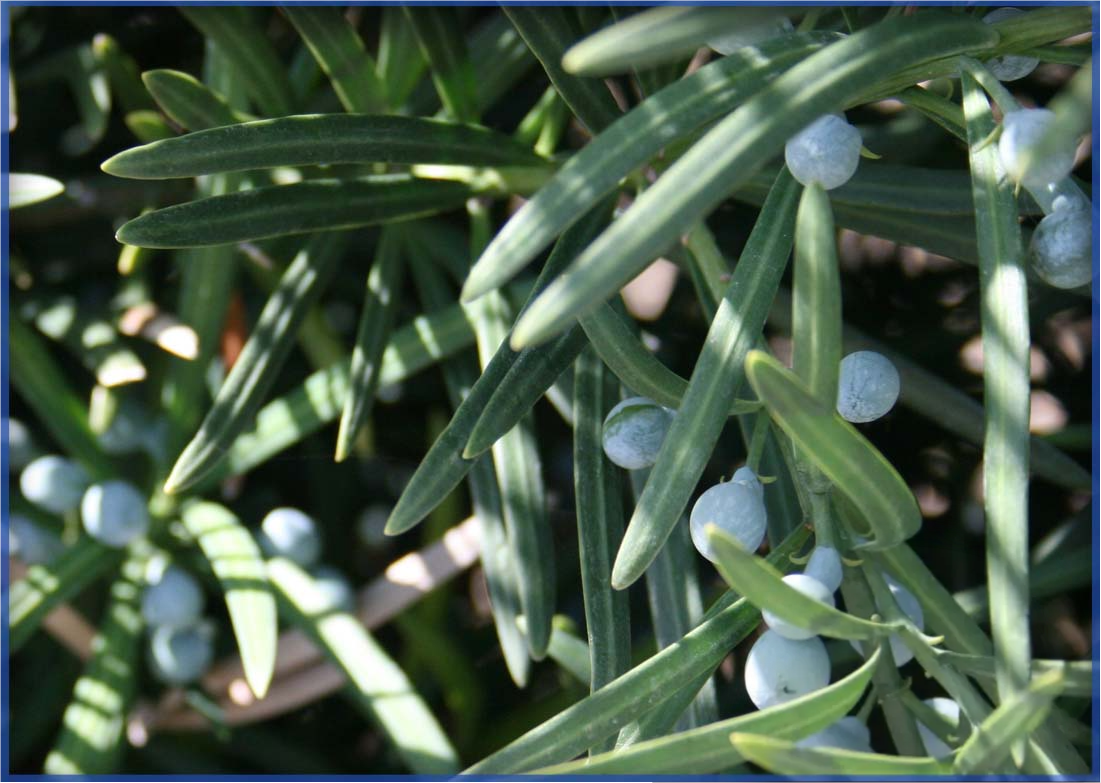 MACROPHYLLUS-2.png,