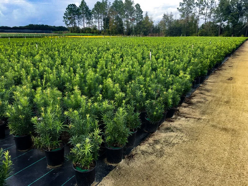 podocarpus-field.jpg,