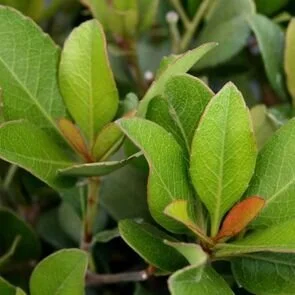 indian-hawthorn.jpg,
