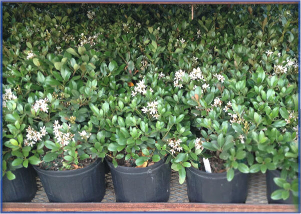 INDIAN-HAWTHORN-3.png,