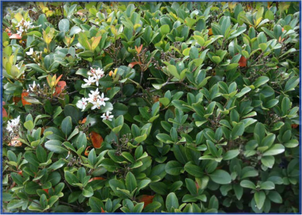 INDIAN-HAWTHORN-2.png,